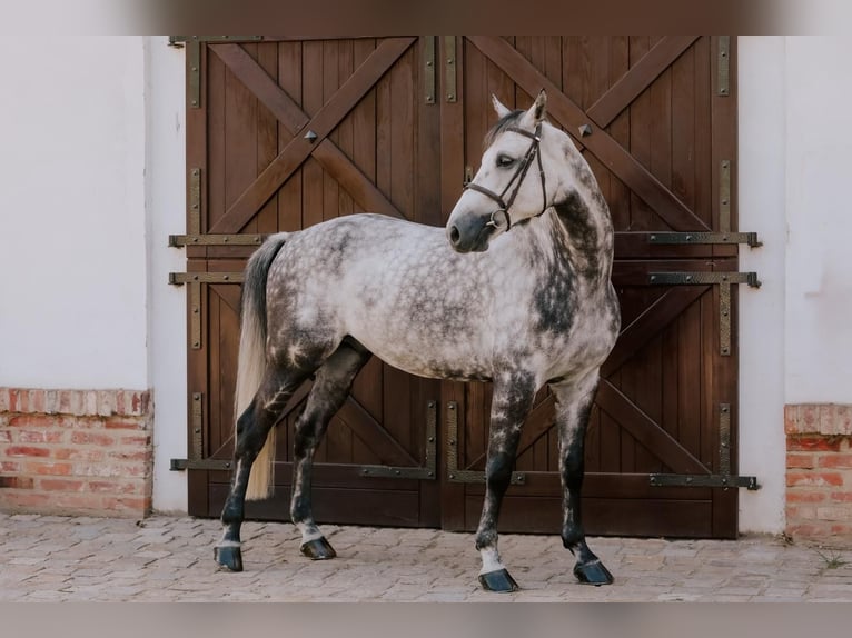 Belgijski koń gorącokrwisty Wałach 9 lat 168 cm Siwa in Kórnik