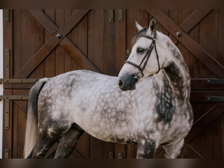 Belgijski koń gorącokrwisty Wałach 9 lat 168 cm Siwa in Kórnik