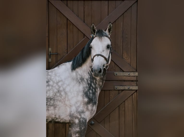 Belgijski koń gorącokrwisty Wałach 9 lat 168 cm Siwa in Kórnik