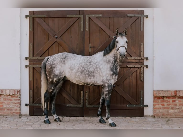 Belgijski koń gorącokrwisty Wałach 9 lat 168 cm Siwa in Kórnik