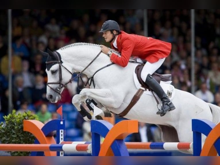 Belgijski koń gorącokrwisty Ogier Zygota  in Kaulille