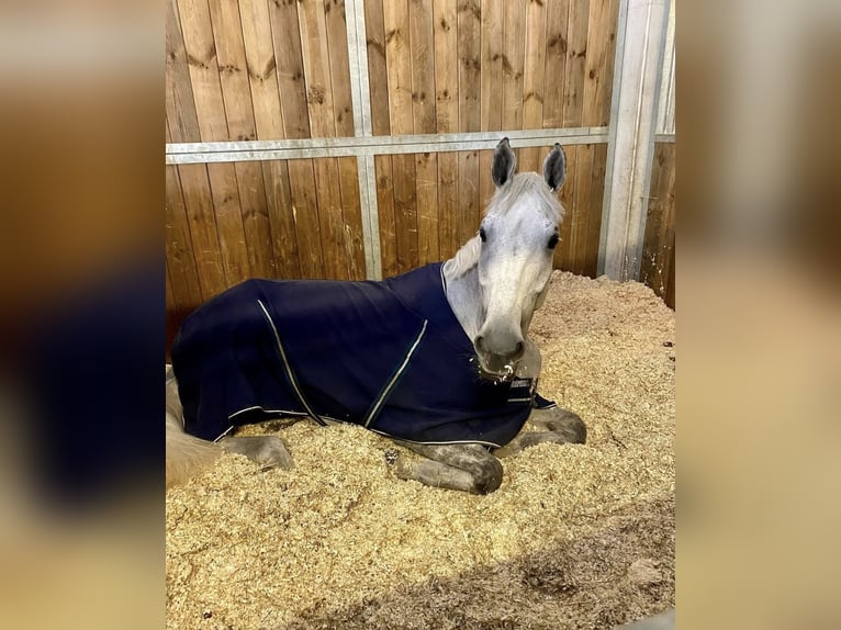 Belgijski koń sportowy Klacz 10 lat 165 cm Siwa w hreczce in Gallbrunn