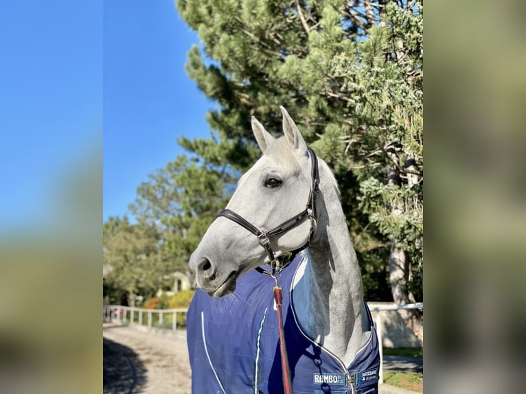 Belgijski koń sportowy Klacz 10 lat 165 cm Siwa w hreczce in Gallbrunn