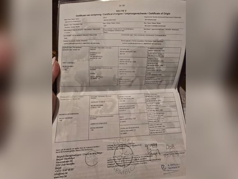 Belgijski koń sportowy Klacz 10 lat 168 cm Ciemnokasztanowata in ŠTORE