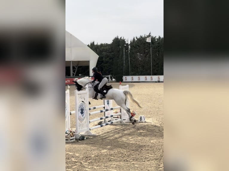 Belgijski koń sportowy Klacz 10 lat 168 cm Siwa in Marbella