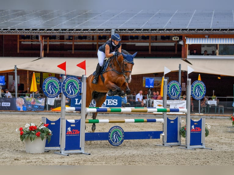 Belgijski koń sportowy Klacz 10 lat 172 cm Ciemnogniada in Muri AG