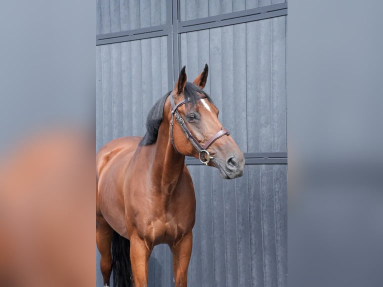Belgijski koń sportowy Klacz 11 lat 164 cm Gniada in Firenze