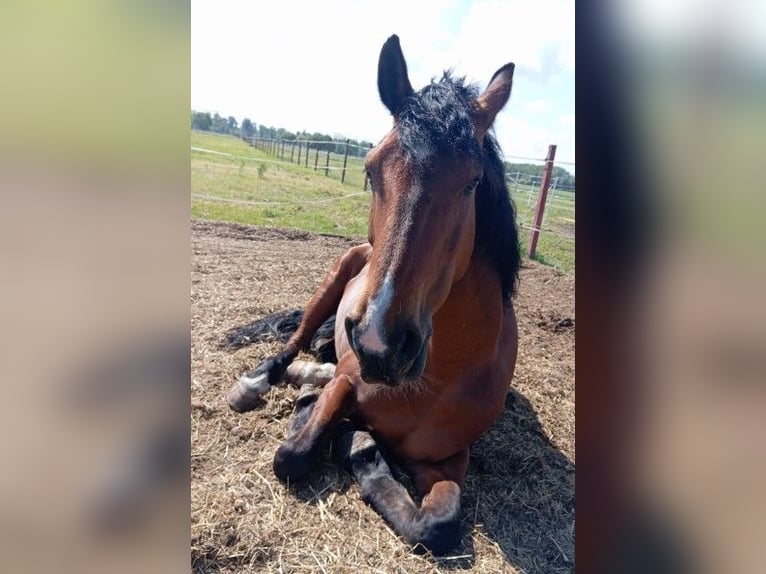 Belgijski koń sportowy Klacz 11 lat 170 cm Gniada in Stęszew