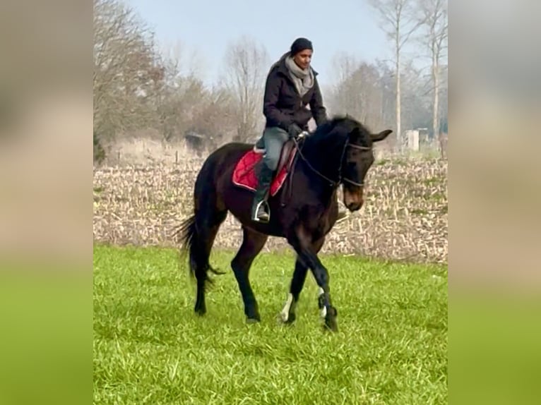 Belgijski koń sportowy Klacz 13 lat 160 cm Ciemnogniada in Bornem