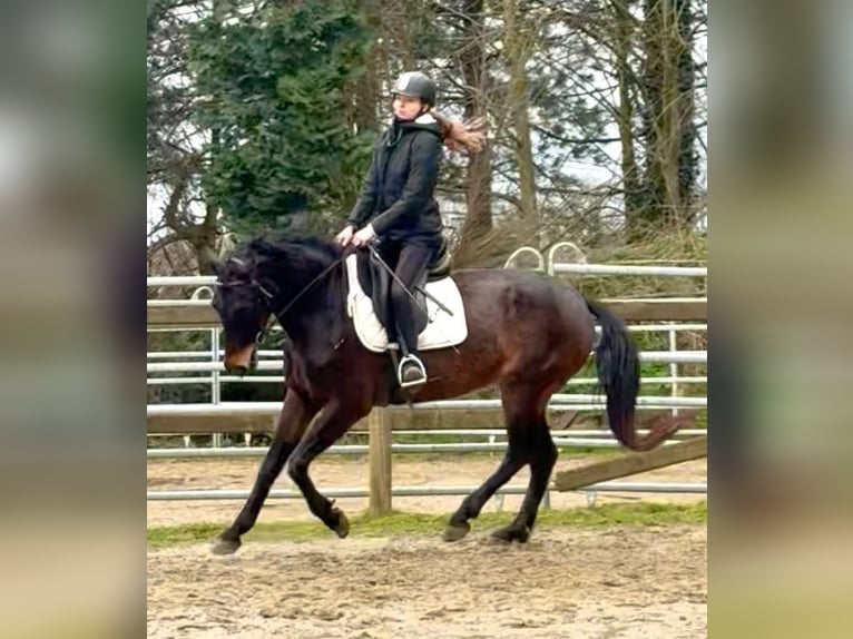 Belgijski koń sportowy Klacz 13 lat 160 cm Ciemnogniada in Bornem