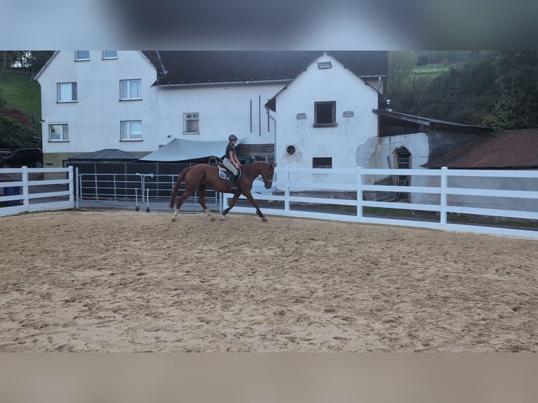 Belgijski koń sportowy Klacz 13 lat 173 cm Kasztanowata in Morsbach