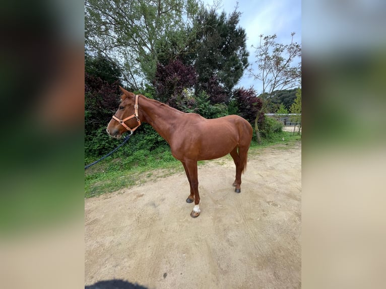 Belgijski koń sportowy Klacz 13 lat 175 cm Kasztanowata in Santa Susanna