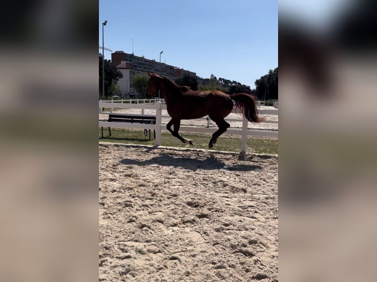 Belgijski koń sportowy Klacz 13 lat 175 cm Kasztanowata in Santa Susanna