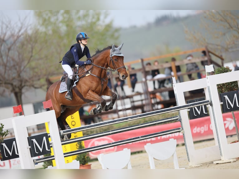 Belgijski koń sportowy Klacz 14 lat 168 cm Gniada in Roma