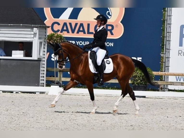 Belgijski koń sportowy Klacz 16 lat 146 cm Gniada in Asse