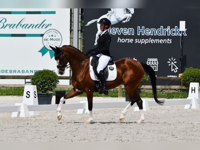 Belgijski koń sportowy Klacz 16 lat 146 cm Gniada in Asse