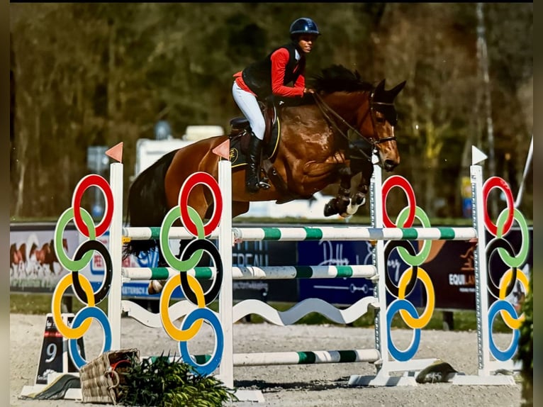 Belgijski koń sportowy Klacz 16 lat 162 cm Gniada in Pittem