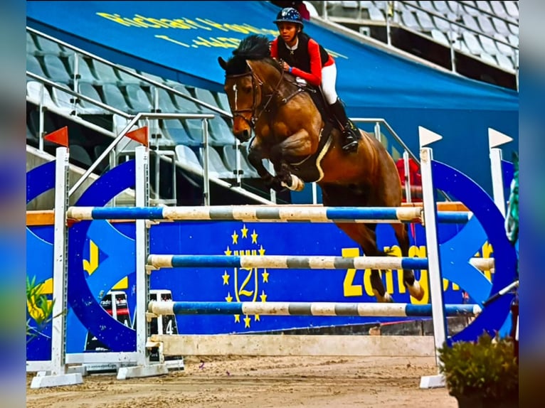 Belgijski koń sportowy Klacz 16 lat 162 cm Gniada in Pittem