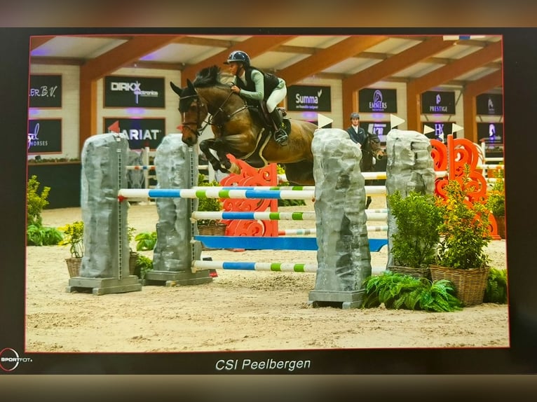 Belgijski koń sportowy Klacz 16 lat 162 cm Gniada in Pittem
