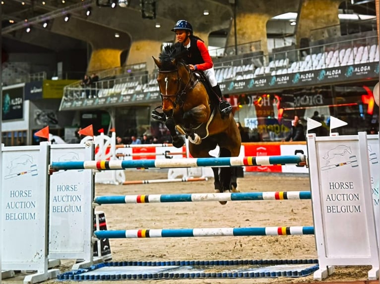 Belgijski koń sportowy Klacz 16 lat 162 cm Gniada in Pittem