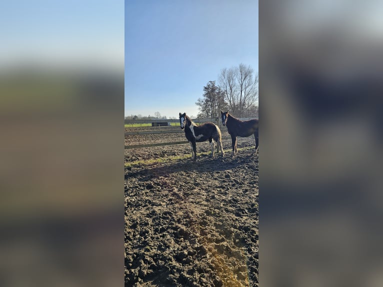 Belgijski koń sportowy Klacz 1 Rok 160 cm Srokata in Baisieux