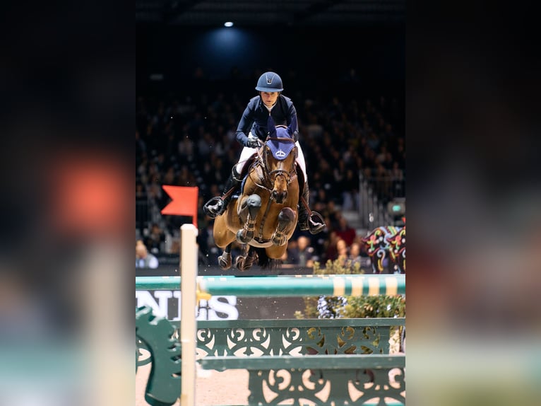 Belgijski koń sportowy Klacz 1 Rok Ciemnogniada in garby