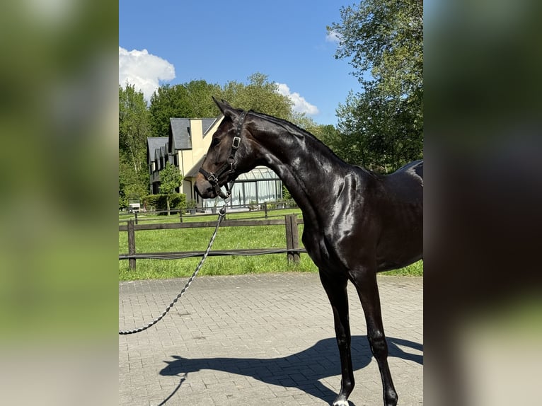 Belgijski koń sportowy Klacz 2 lat 170 cm Ciemnogniada in Gestel. Berlaar