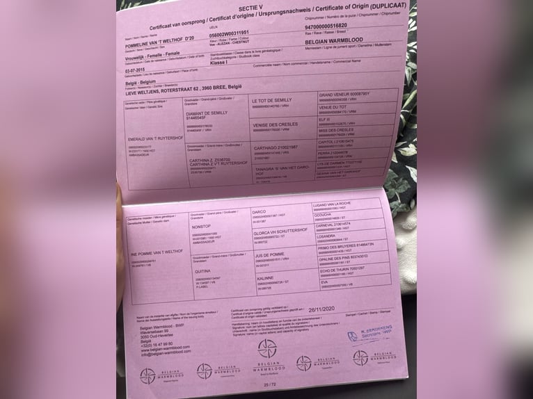 Belgijski koń sportowy Klacz 2 lat Gniada in Gdynia