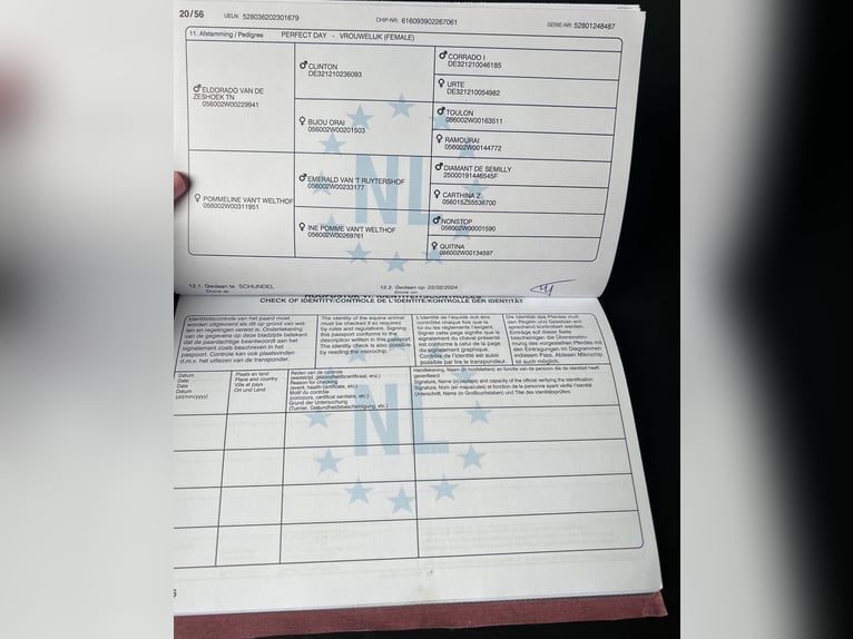 Belgijski koń sportowy Klacz 2 lat Gniada in Gdynia