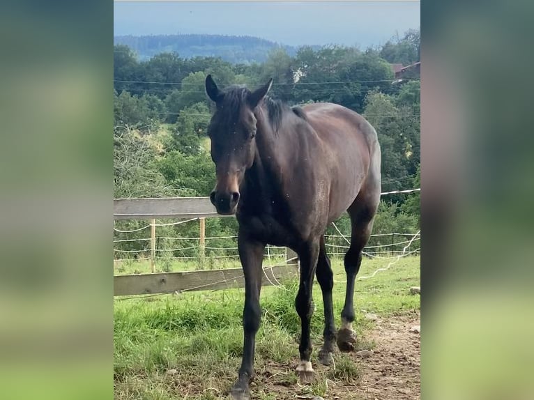 Belgijski koń sportowy Klacz 3 lat 165 cm Ciemnogniada in Grünkraut