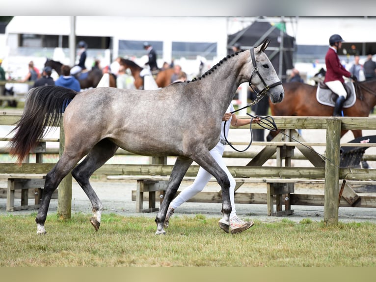 Belgijski koń sportowy Klacz 3 lat 166 cm Siwa in Marienthal