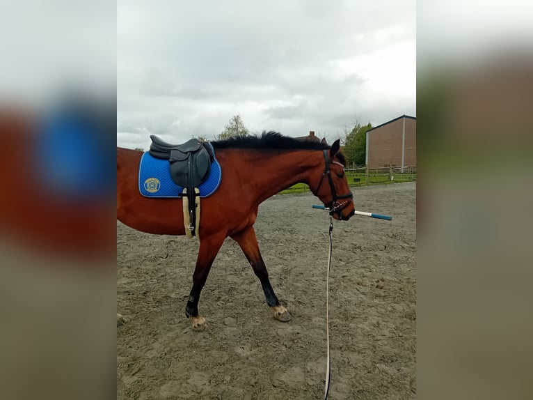 Belgijski koń sportowy Klacz 3 lat 170 cm in Wervik