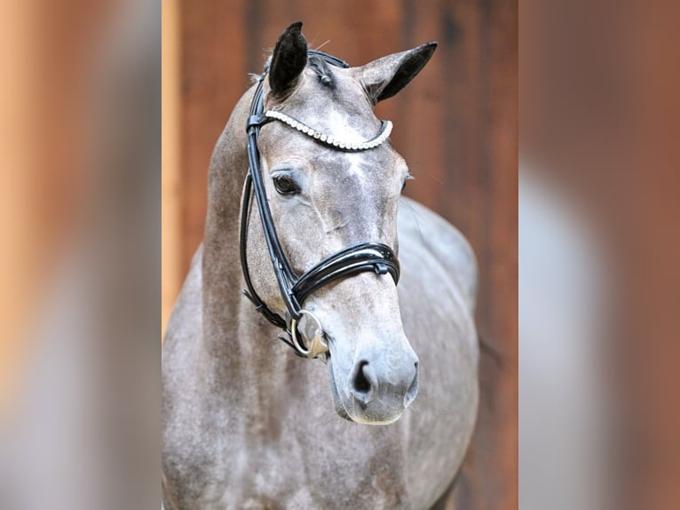 Belgijski koń sportowy Klacz 4 lat 162 cm Siwa jabłkowita in Unterneukirchen