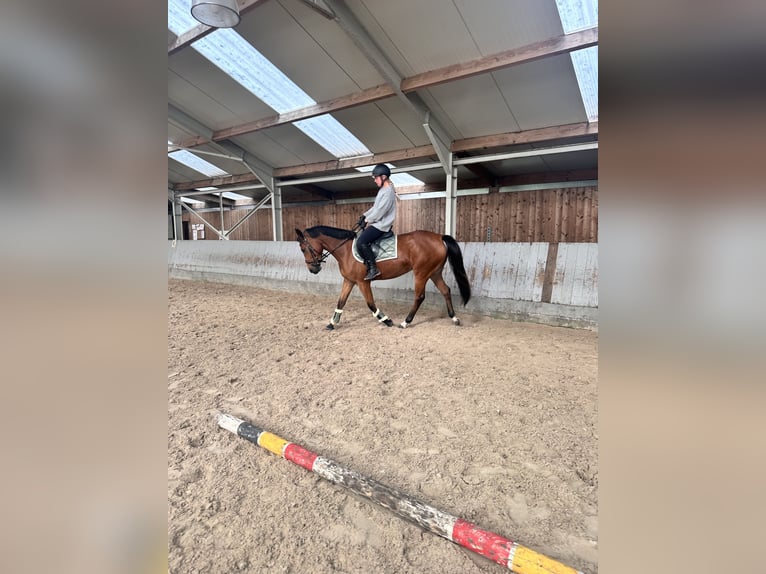 Belgijski koń sportowy Klacz 5 lat 150 cm Jasnogniada in Kasterlee