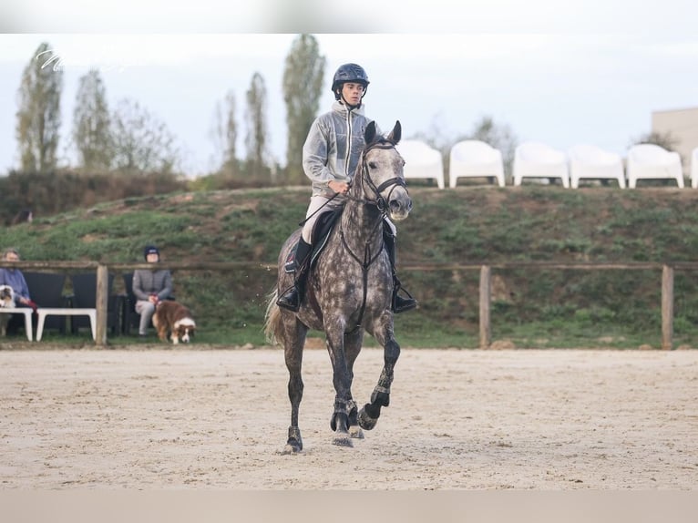 Belgijski koń sportowy Klacz 5 lat 162 cm Siwa in Harfleur