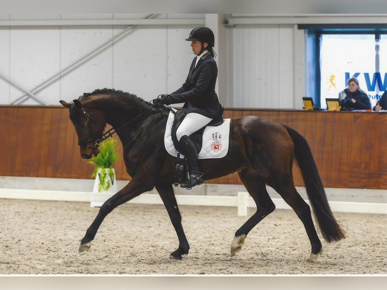 Belgijski koń sportowy Klacz 5 lat 168 cm Ciemnogniada in Tielt
