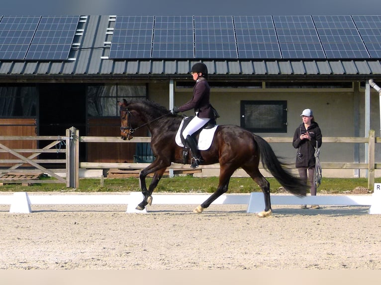 Belgijski koń sportowy Klacz 5 lat 168 cm Ciemnogniada in Tielt