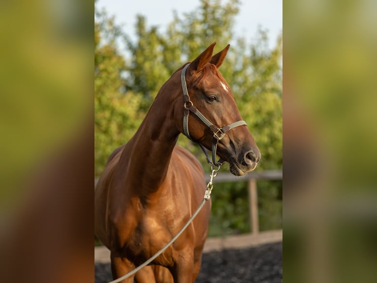 Belgijski koń sportowy Klacz 5 lat 168 cm Kasztanowata in Ahuy