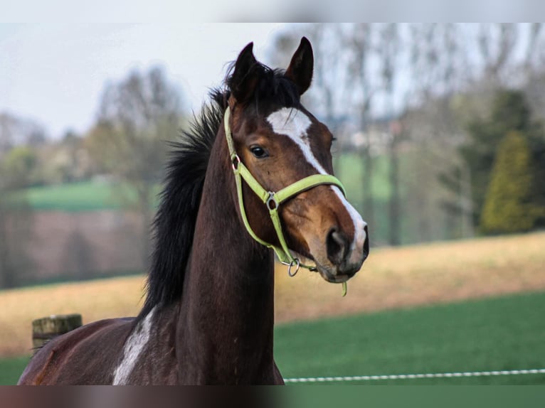 Belgijski koń sportowy Klacz 5 lat 170 cm Gniada in Zolder