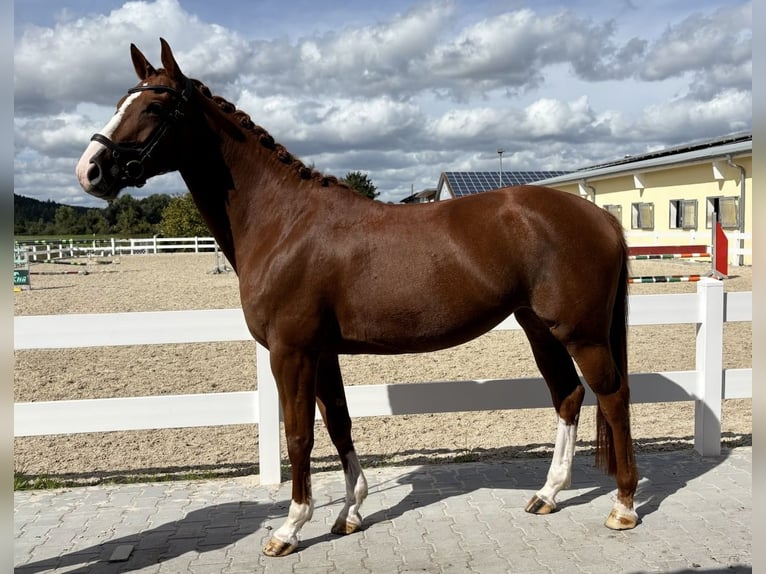 Belgijski koń sportowy Klacz 6 lat 162 cm Kasztanowata in Bad Wurzach