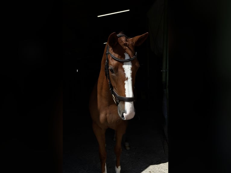 Belgijski koń sportowy Klacz 6 lat 162 cm Kasztanowata in Aitrach