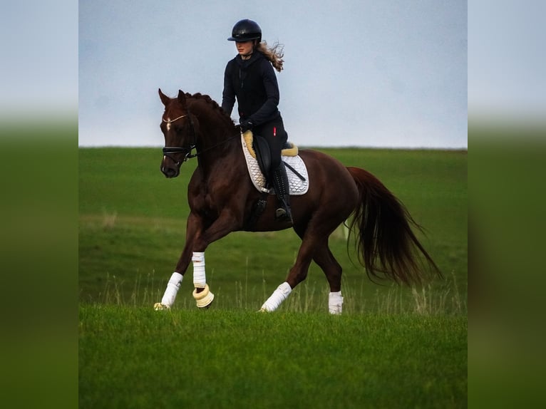 Belgijski koń sportowy Klacz 6 lat 164 cm Ciemnokasztanowata in Berg bei Neumarkt in der Oberpfalz