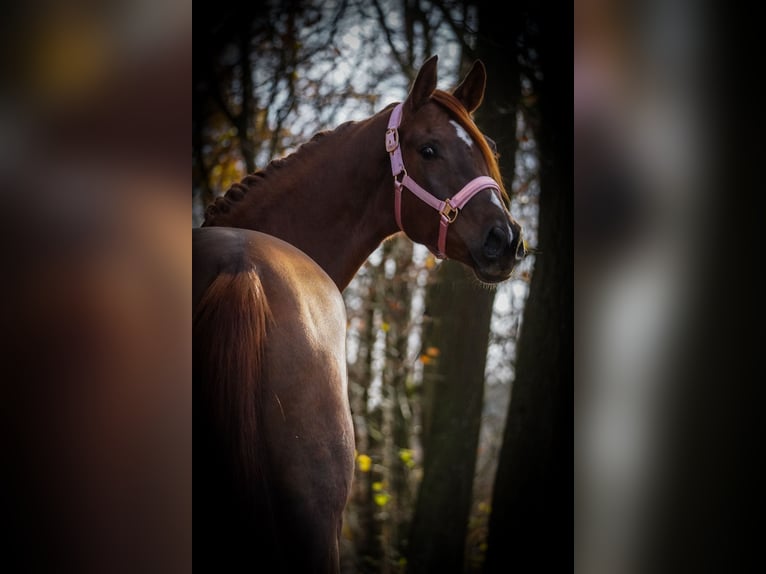 Belgijski koń sportowy Klacz 6 lat 164 cm Ciemnokasztanowata in Berg bei Neumarkt in der Oberpfalz