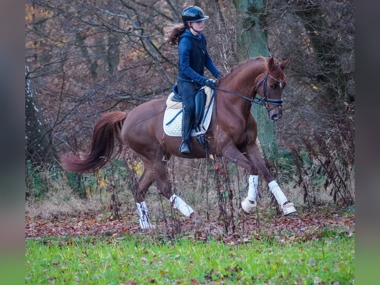 Belgijski koń sportowy Klacz 6 lat 164 cm Ciemnokasztanowata in Berg bei Neumarkt in der Oberpfalz