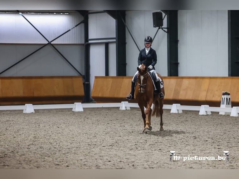 Belgijski koń sportowy Klacz 6 lat 165 cm Kasztanowata in Merksplas