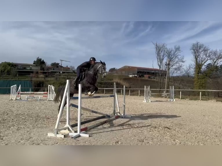 Belgijski koń sportowy Klacz 6 lat 165 cm Siwa in Chateauneuf