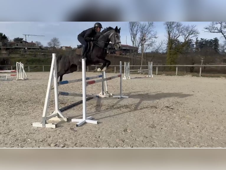 Belgijski koń sportowy Klacz 6 lat 165 cm Siwa in Chateauneuf