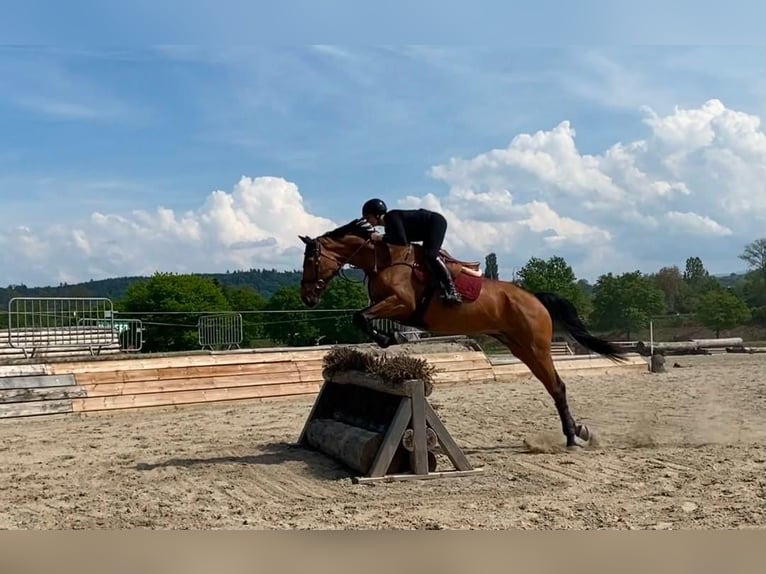Belgijski koń sportowy Klacz 6 lat 171 cm Gniada in Hintermoos