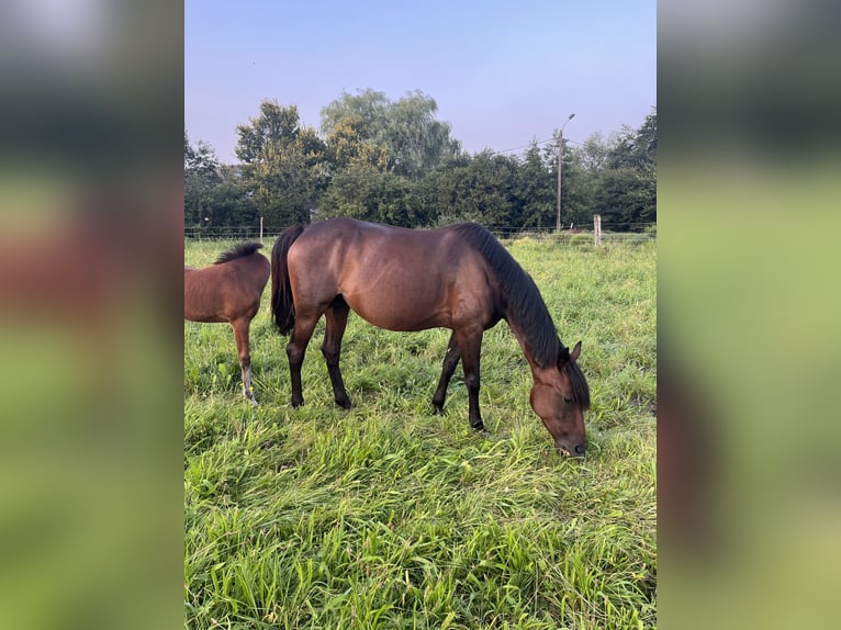 Belgijski koń sportowy Klacz 7 lat 155 cm Skarogniada in Hallaar