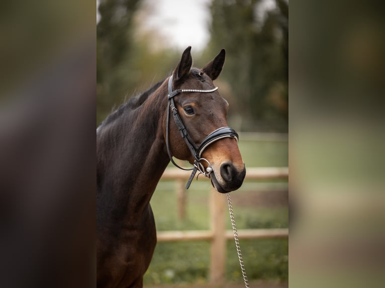 Belgijski koń sportowy Klacz 7 lat 161 cm Ciemnogniada in Steinbrunn Le Bas